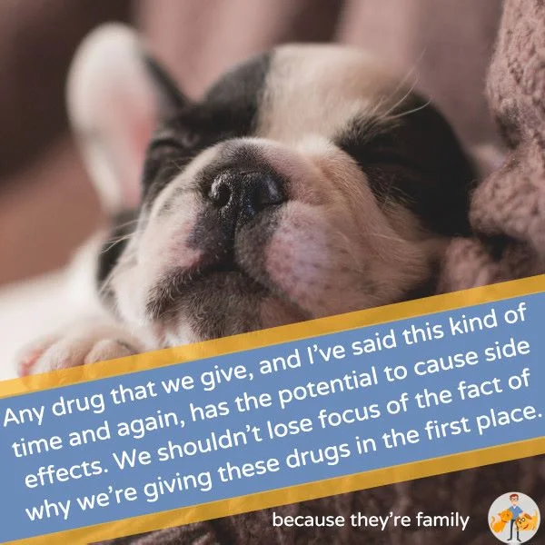 Bravecto for dogs sales safe